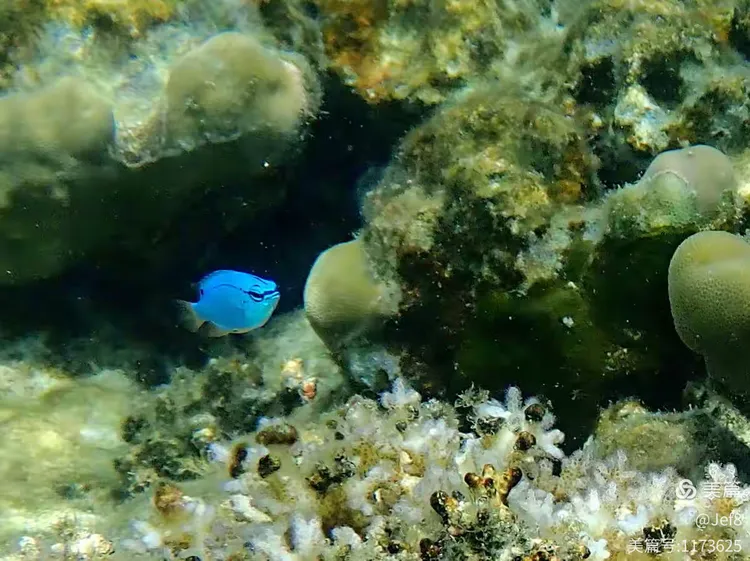 包含目睹强队施展绝技，精彩纷呈令人叹为观止的词条