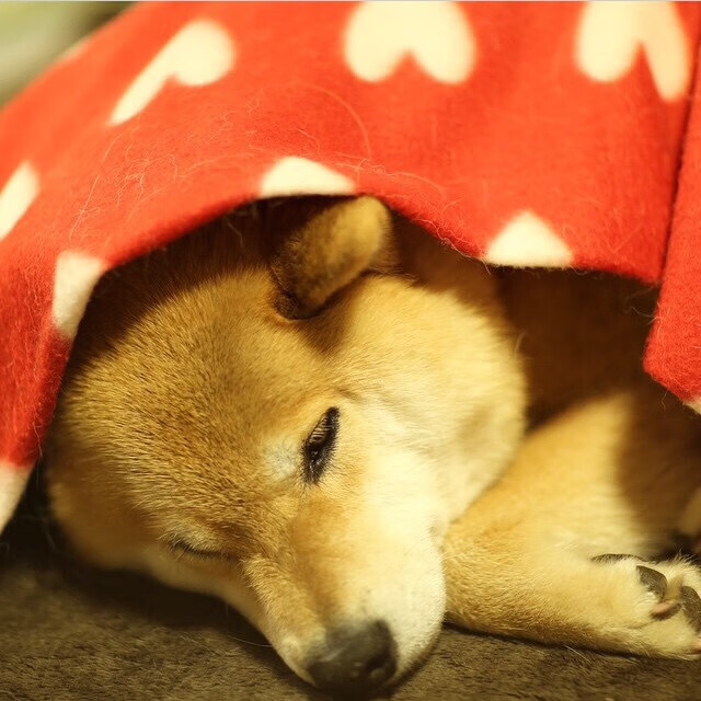 绿茵场上的双乌会，卡瓦哈尔生涯之夜照亮乌克兰对阵乌拉圭